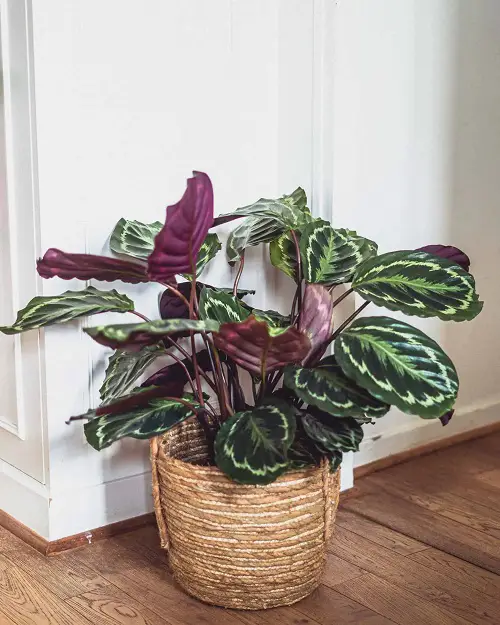 Eclipse calathea plant on wooden floor