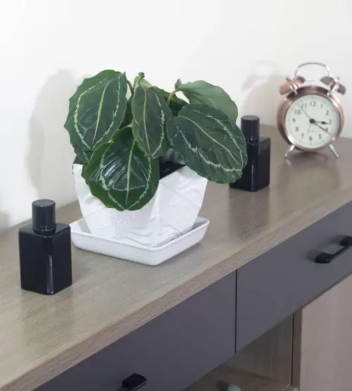 Medallion calathea in white pot on desk