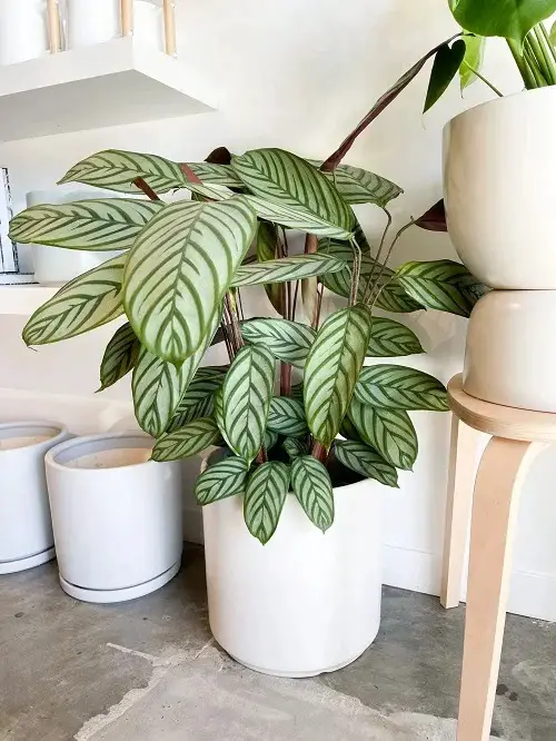 Calathea variety setosa plant in white pot