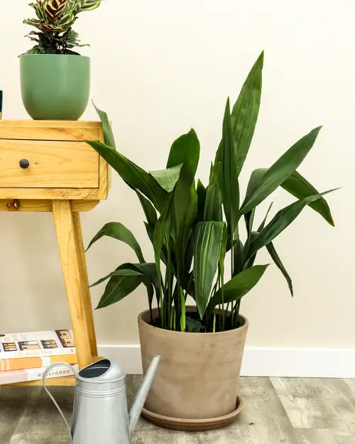 Houseplants that Grow in Shallow Containers