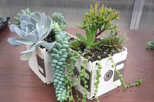 Floppy Disk Succulent Planter