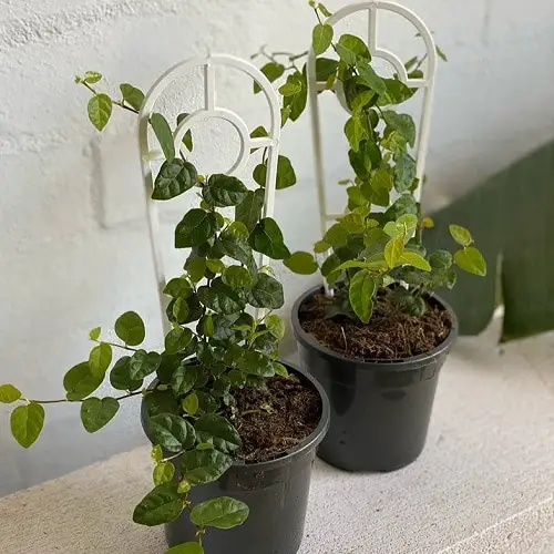 Houseplant Vertical Garden