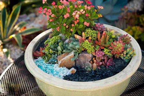 Cute Potted Succulent Haven