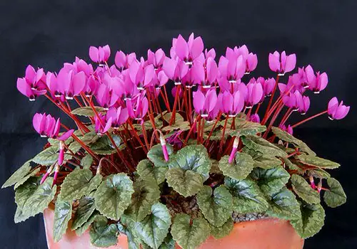 Different Types of Cyclamen Varieties 4