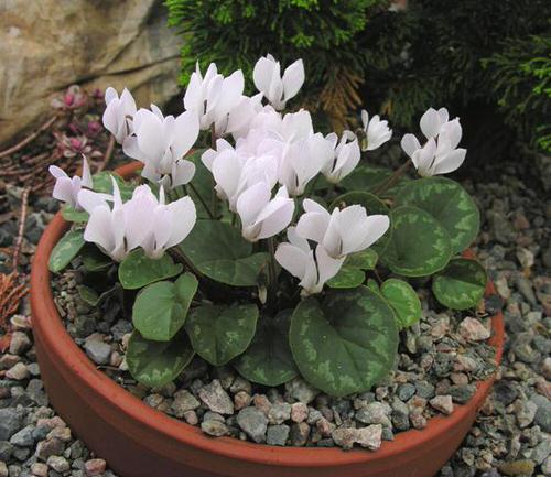 Cyclamen Varieties 09