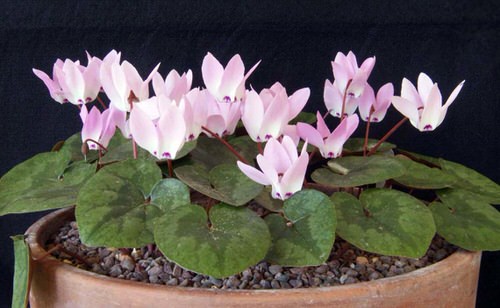 Cyclamen Varieties 02