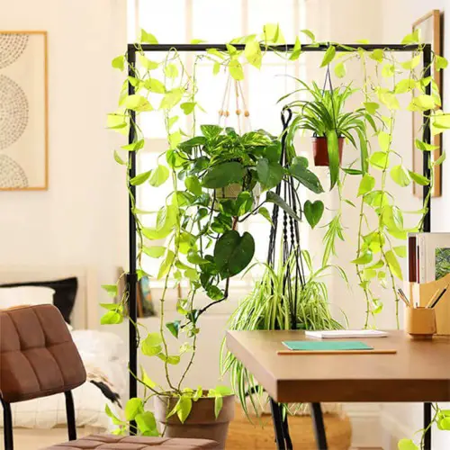 Refreshing Houseplant Room Divider