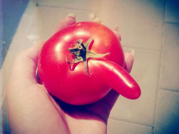 Tomato with a Little Penis