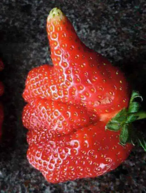 Thumbs Up Strawberry