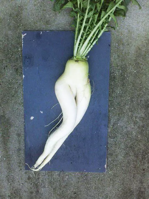 Seductive Radish