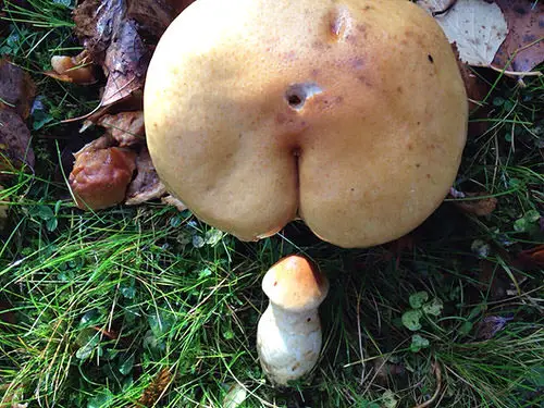 Fruits and Vegetables That Look Like Something Else 8