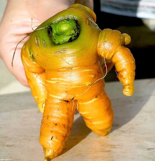 Fruits and Vegetables That Looked Like Something Else