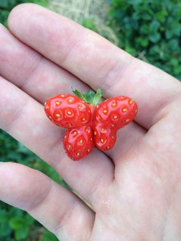 Fruits and Vegetables That Looked Like Something Else