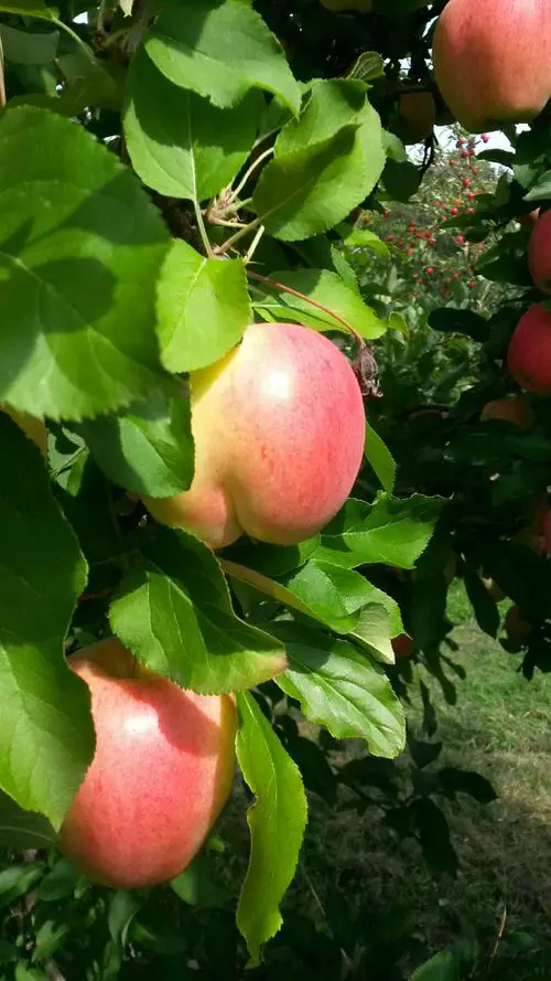 Fruits and Vegetables