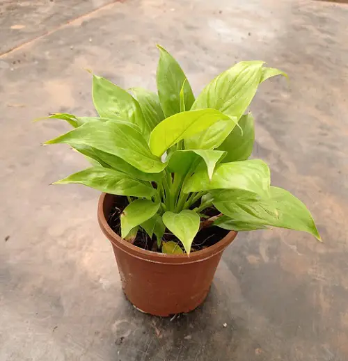 Greatest Kinds of peace lily in pot