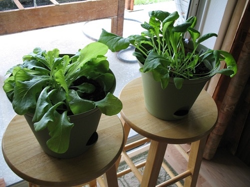 Requirements for Growing Spinach Indoors