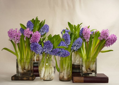 Small Water Plants for Mini Container