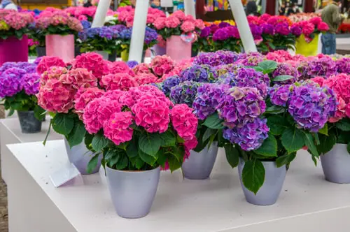 Awesome Pictures of Container Gardening 