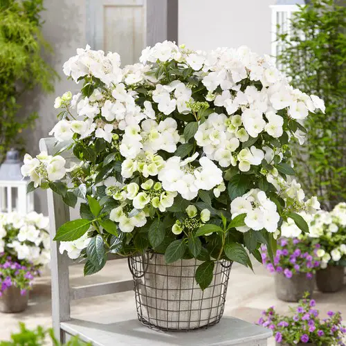 Awesome Pictures of Container Gardening with Hydrangeas