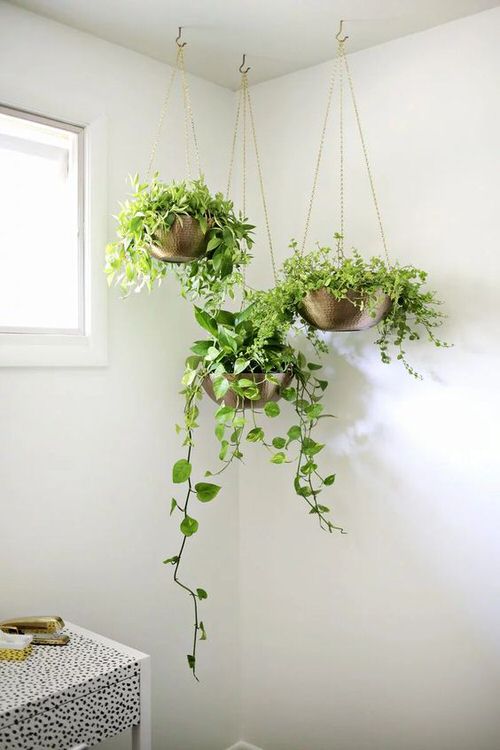 Trailing Houseplants in Hanging Bowls