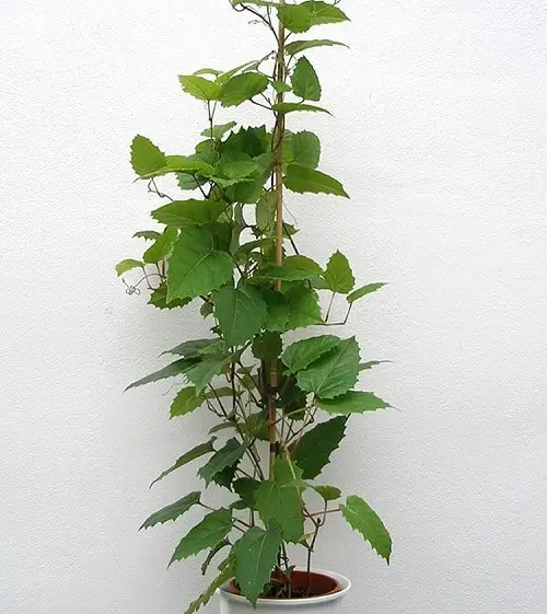 Best Climbing Houseplants