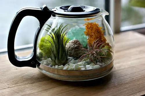 Coffee Pot Succulent