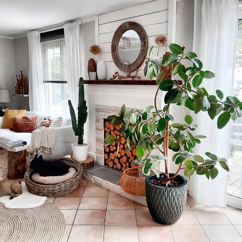 Fast Growing Indoor Plants
