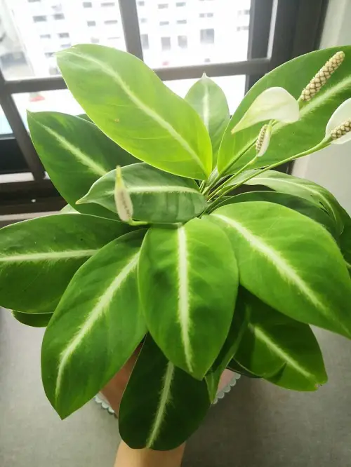Best Kinds of peace Lily