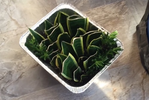 Houseplants You Can Grow from Cuttings in November