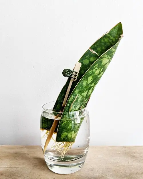 Propagating Snake Plant