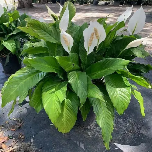 Greatest Kinds of peace lily