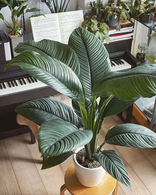 peace lily for Positive Energy
