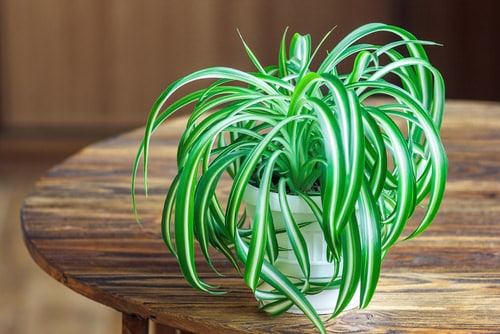 Awesome Spider Plant Ideas 