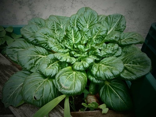 Things You Should Know to Grow Spinach Indoors Year Round