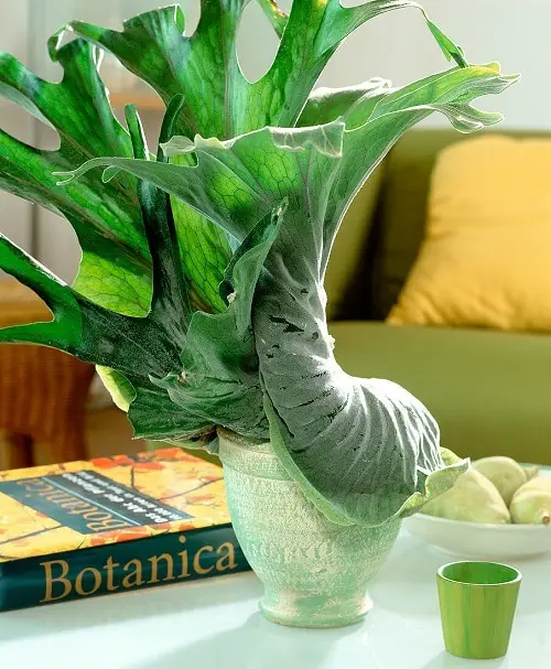 How to Grow Staghorn Fern