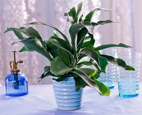 Staghorn Fern Care 