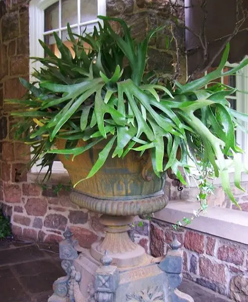 Requirements for Growing Staghorn Ferns