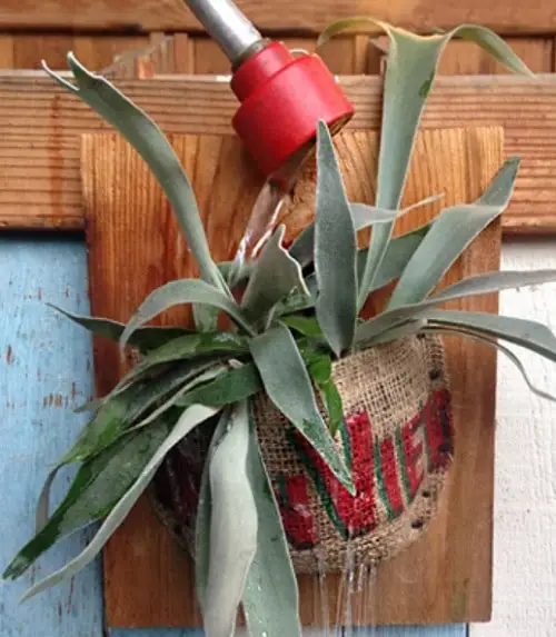 Staghorn Fern Care