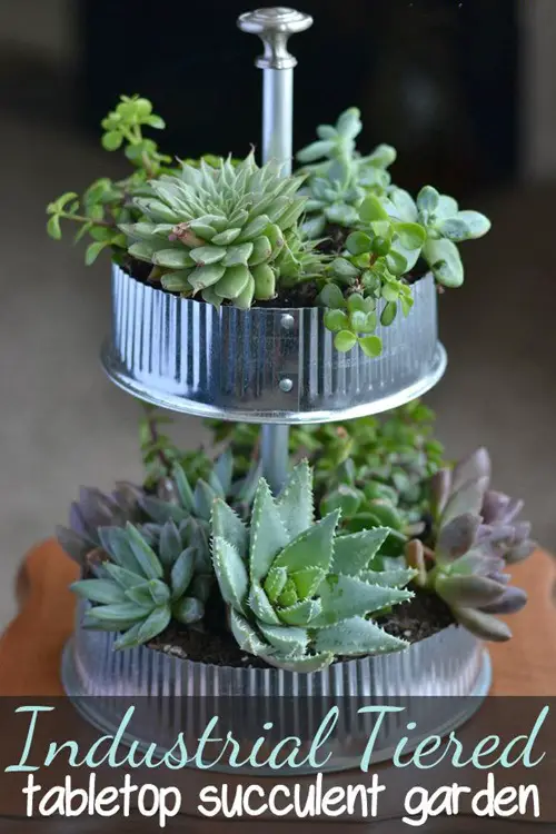 Cute Teacup Water Garden DIY
