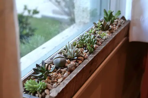 Windowsill Succulent Garden