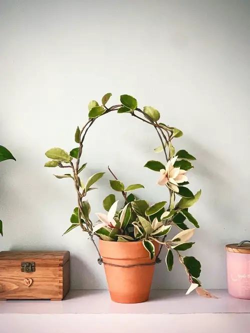 Houseplant Vertical Garden