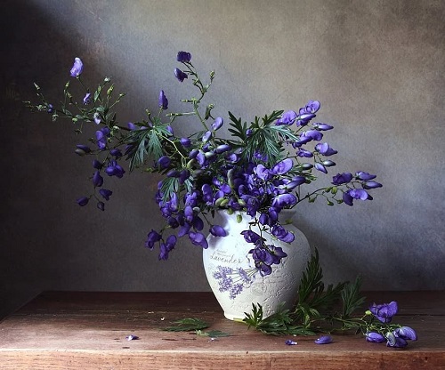 36 Types of Violet Flowers | Best Violet màu sắc Flowers 18