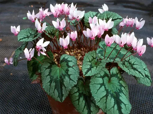 Different Types of Cyclamen Varieties 10