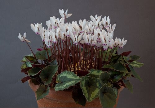 Cyclamen Varieties 08