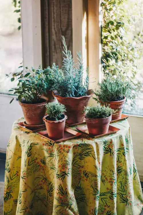Beautiful DIY Indoor Plant Display Ideas