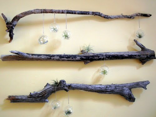 Beautiful DIY Indoor Plant 
