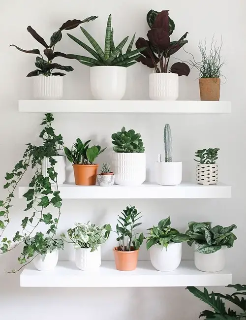 Beautiful DIY Indoor Plant 