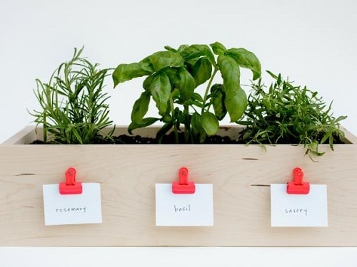 DIY Indoor Plant 