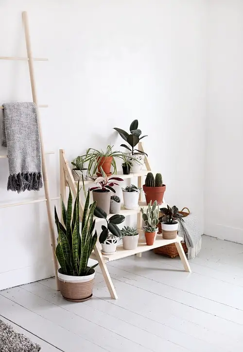 Beautiful DIY Indoor Plant 