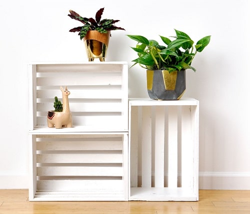 Beautiful DIY Indoor Plant 